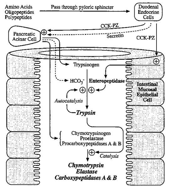 http://www.gravitywaves.com/chemistry/CHE452/images/CHODig.gif