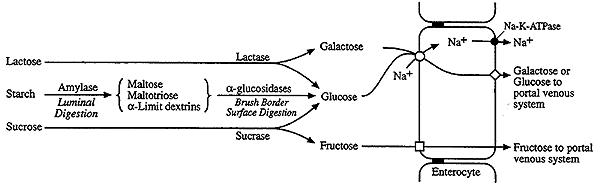 http://www.gravitywaves.com/chemistry/CHE452/images/LacSucDig.gif