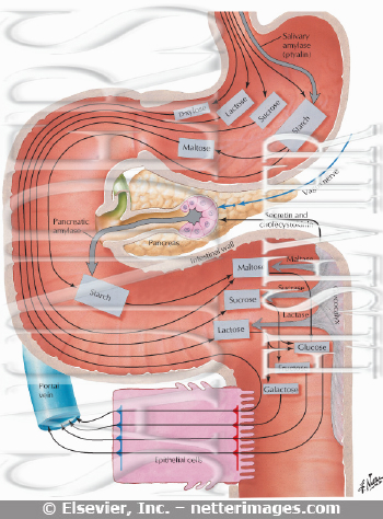 Digestion of Carbohydrates 