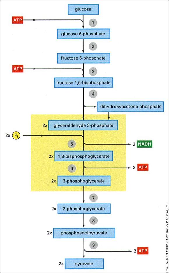 http://www2.carthage.edu/~pfaffle/170/Glycolysis.jpg