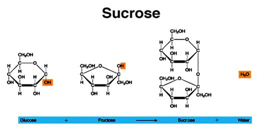 http://www.peoriaendocrine.com/images/diabetes_lecture/sucrose.GIF