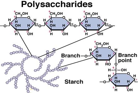 http://www.peoriaendocrine.com/images/diabetes_lecture/starch.JPG