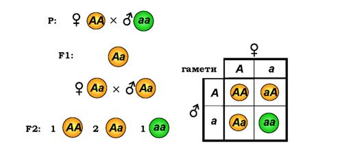 http://narodna-osvita.com.ua/uploads/genetyka/genetyka-50.png